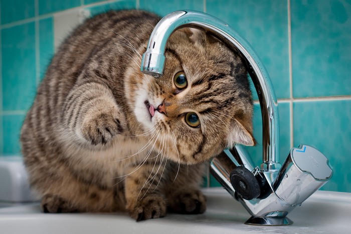 Cat drinking water from a faucet