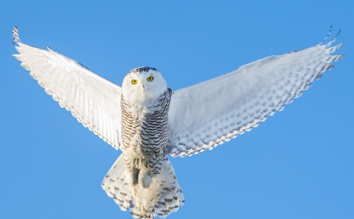 Snowy owl in flight against a blue sky