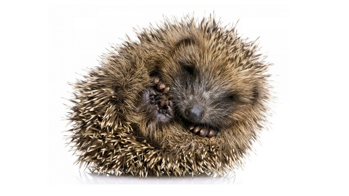A hedgehog curled up on a white background