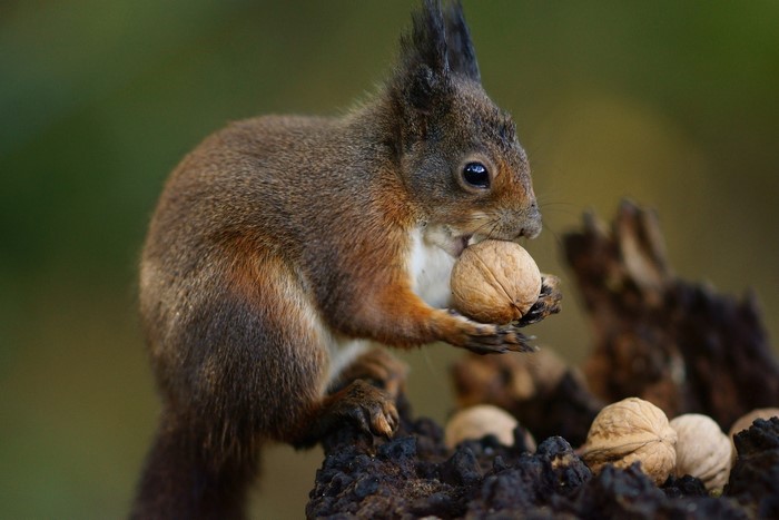 Red squirrel eating a walnut