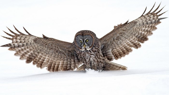 Great Grey Owl landing in snow