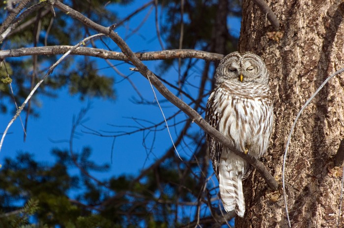Barred owl perched on a tree branch