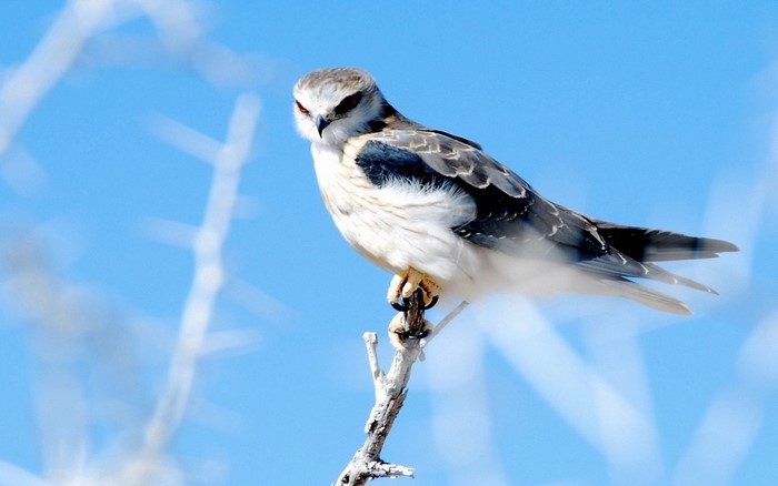Black-shouldered kite perched on a branch