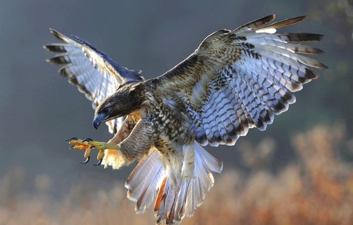 Red-tailed hawk in flight with wings spread