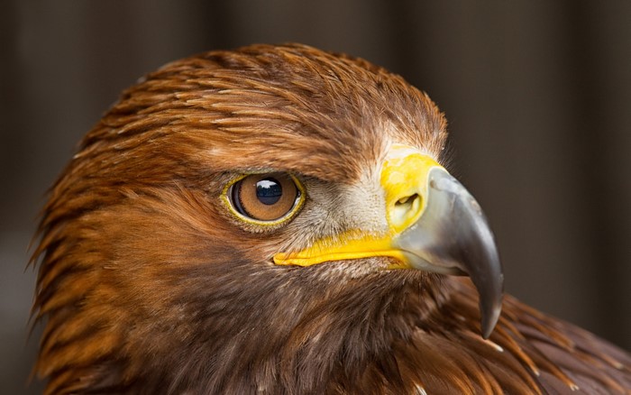 Close-up of a Golden Eagle's head and beak