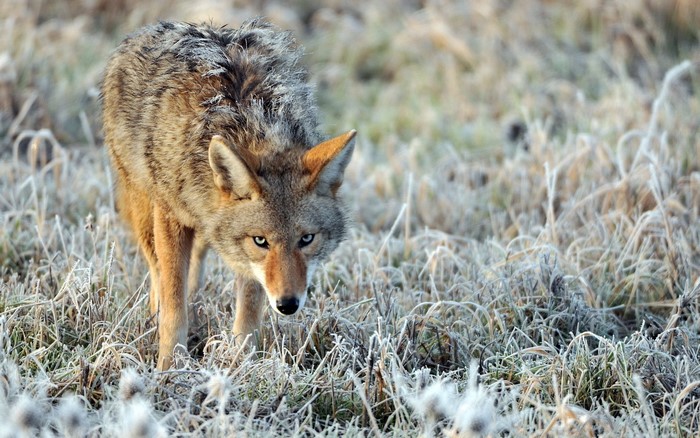 Coyote in frosted grass looking forward