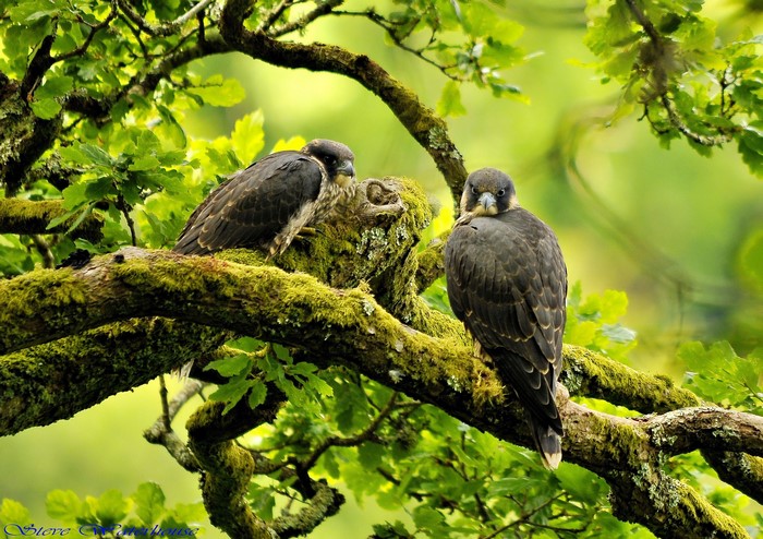 Two falcons perched on moss-covered branches