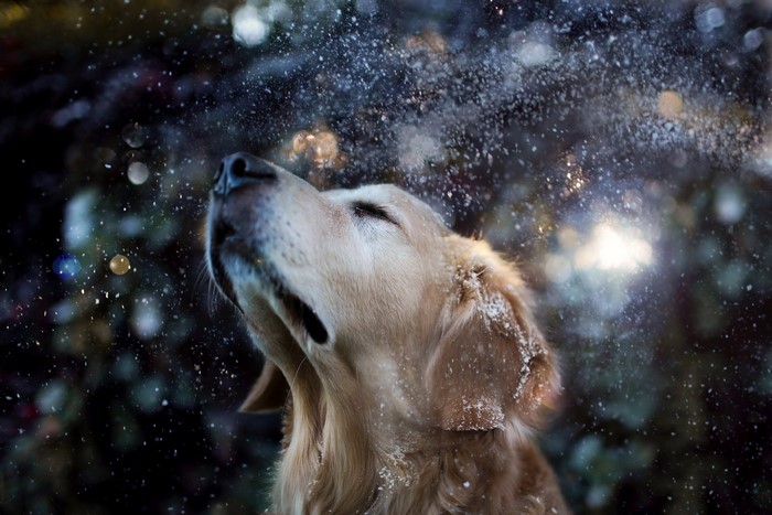 Golden Retriever Shaking Snowflakes Off Head