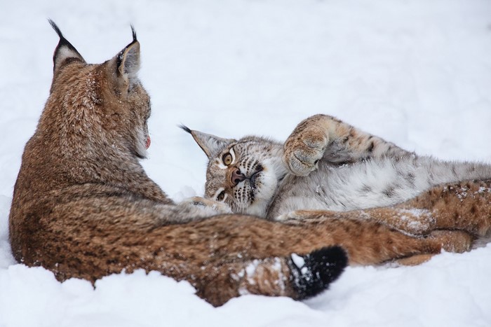 Two lynx playing in the snow