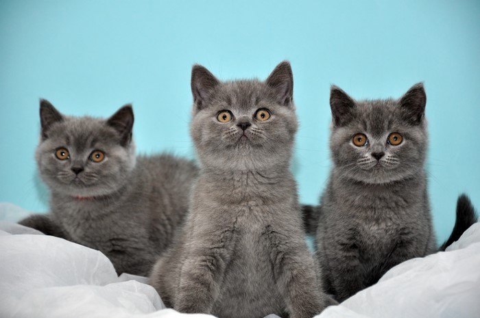 Three British Shorthair kittens on a blue background