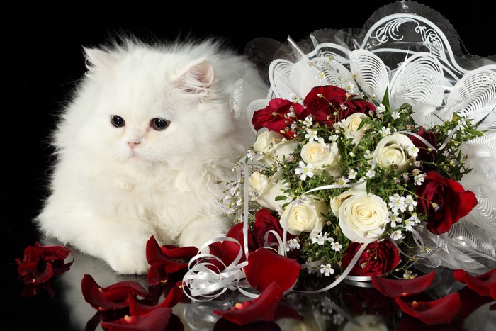 White Persian Cat with Red and White Roses