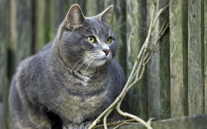 A grey cat with yellow eyes sits near a wooden fence.