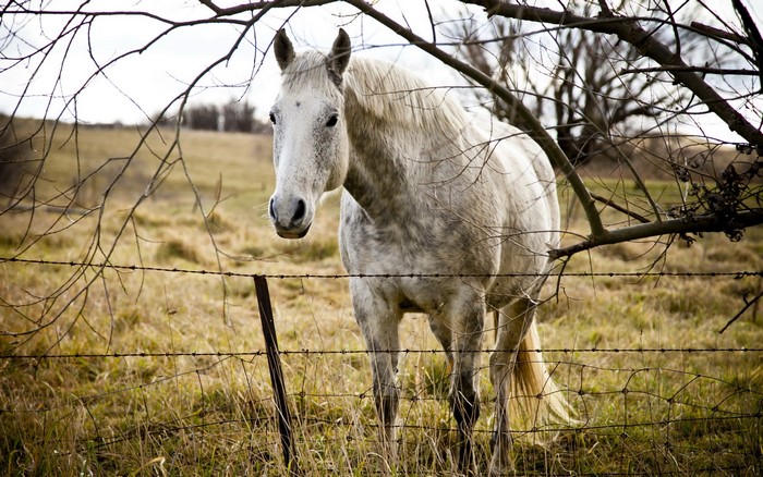 White horse behind a barbed wire fence