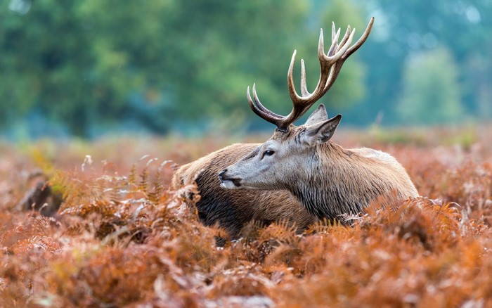 Deer with large antlers lying in ferns