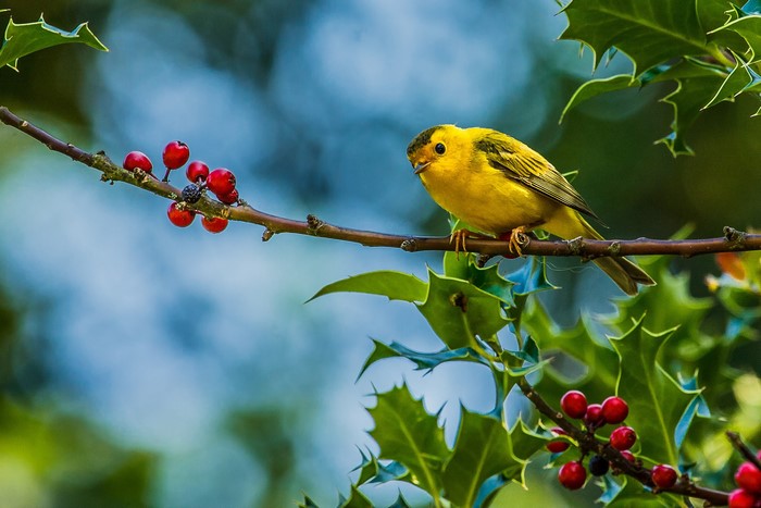 Yellow bird on a branch with red berries