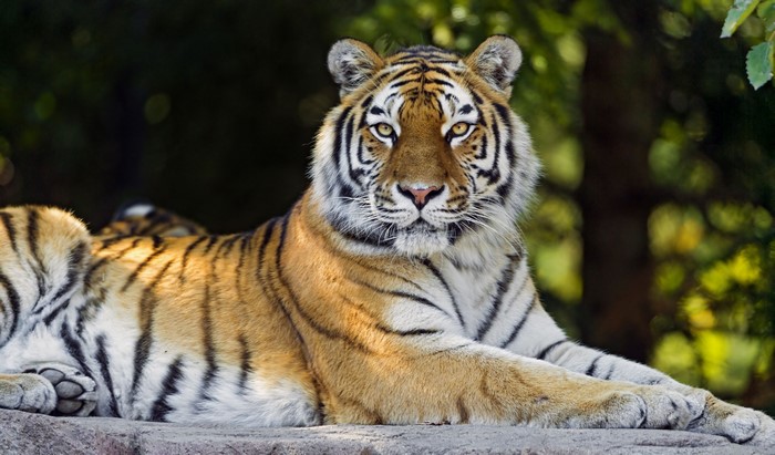 Tiger lying on a rock