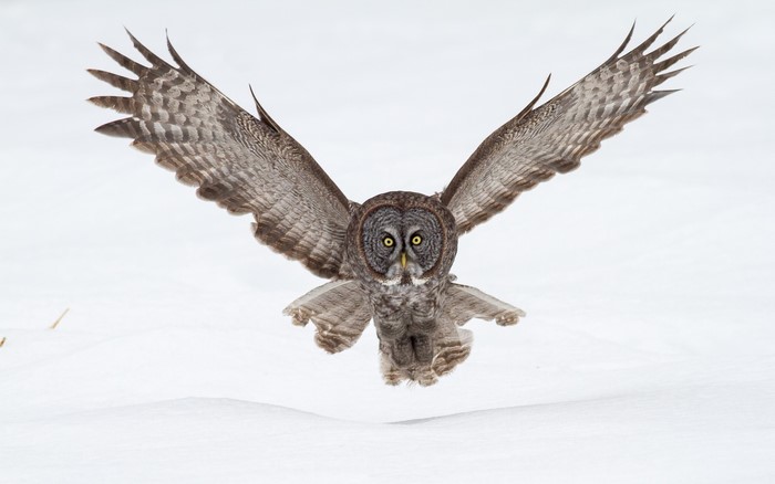 Great Grey Owl in flight over snow