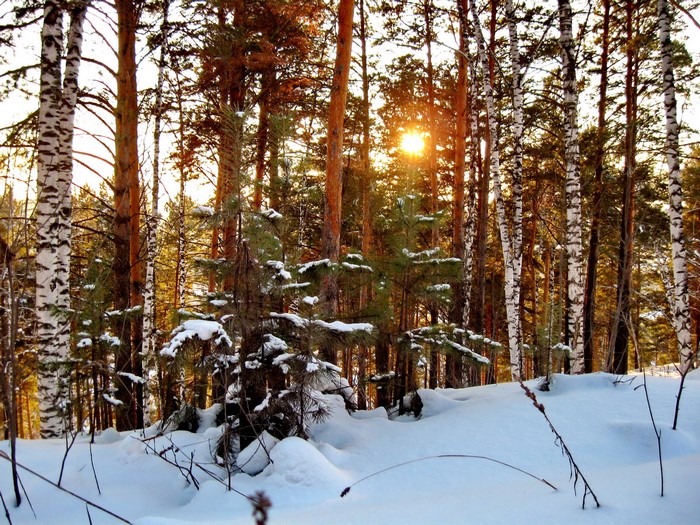 Winter forest with sunbeams through trees