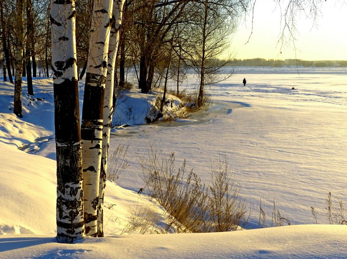 Birch trees on a snowy bank overlooking a frozen river