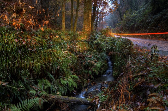Forest road with stream and light trails