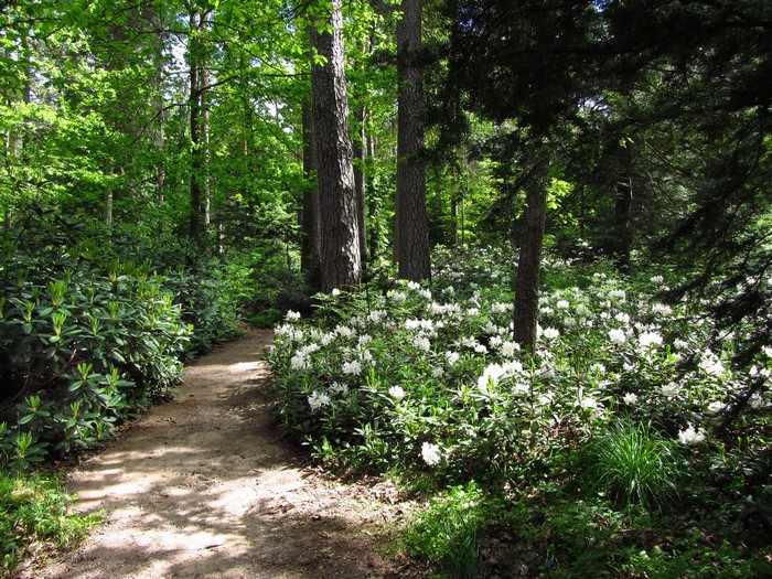 A winding dirt path through a forest with blooming rhododendrons