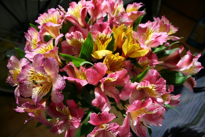 Bouquet of pink and yellow alstroemeria flowers