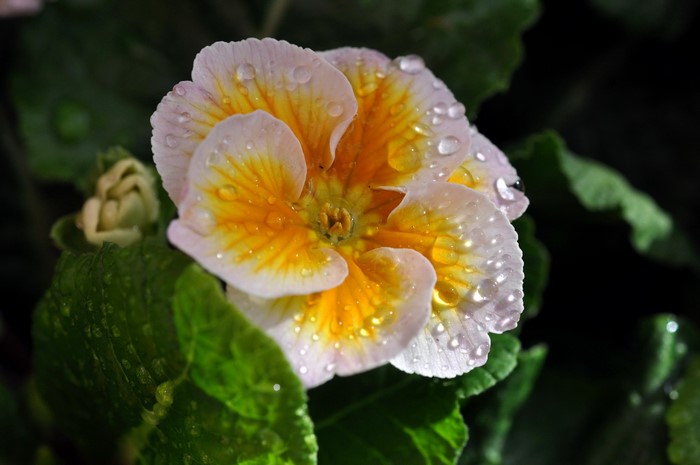Close-up of a wet primrose flower with water droplets