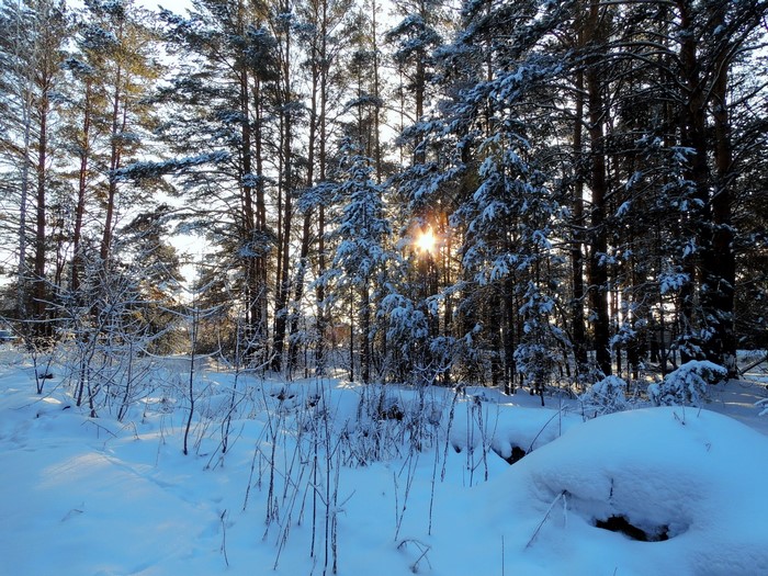 Sunlight shining through snow-covered pine trees in a winter forest