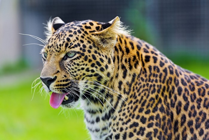 Leopard with tongue out, close-up