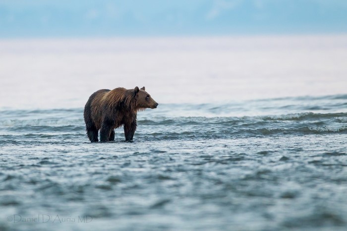 Brown bear standing in the sea