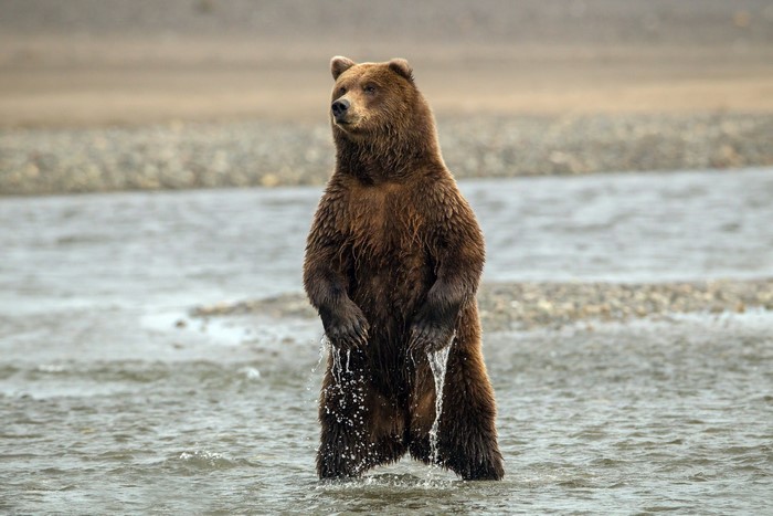 Brown bear standing in shallow water