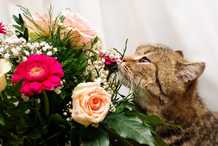 Cat sniffing a bouquet of flowers