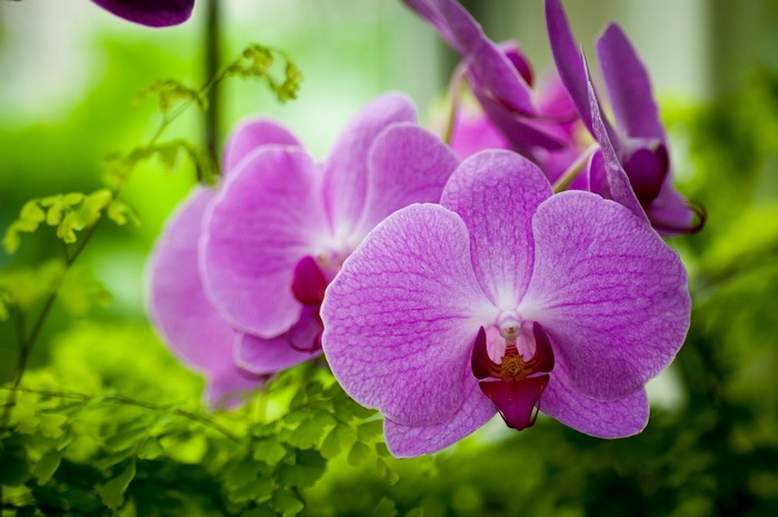 Purple orchids with green foliage