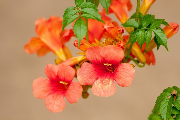 Orange trumpet flowers with green leaves