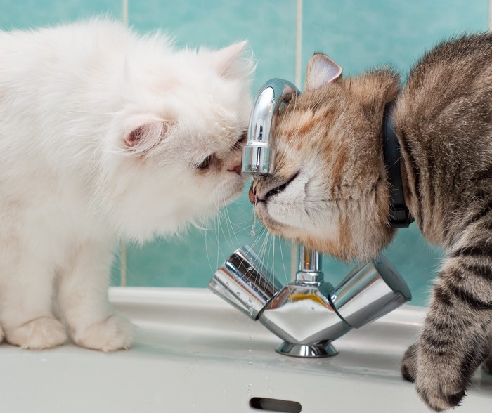 Two cats drinking water from a tap