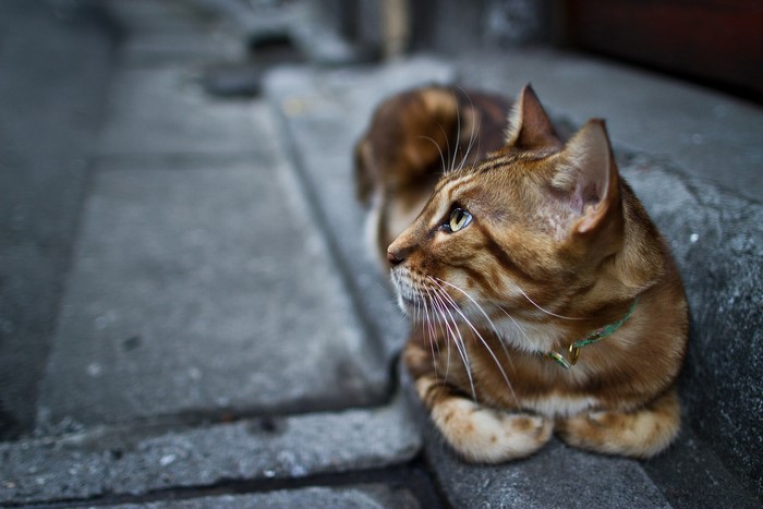 A tabby cat with a green collar rests on concrete.