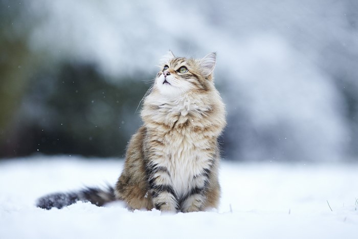 Fluffy cat sitting in the snow