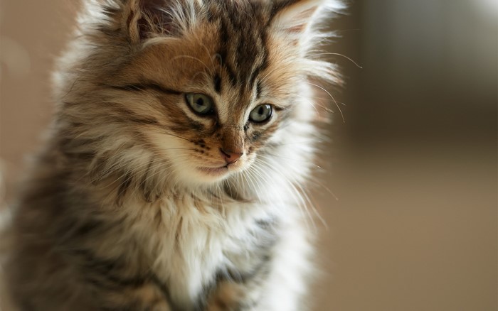 Fluffy tabby kitten looking down