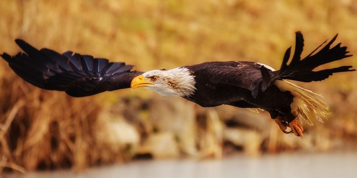 Bald Eagle in flight over water