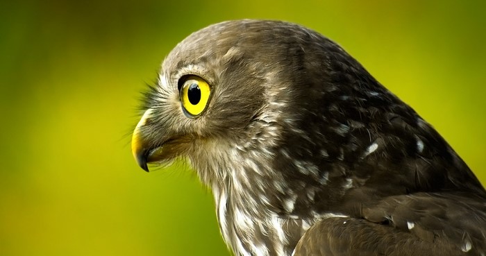 Close-up of a bird of prey's head