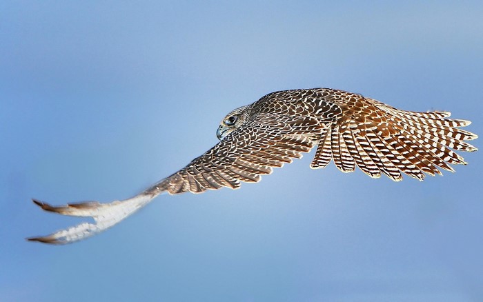 Falcon in flight against a blue sky