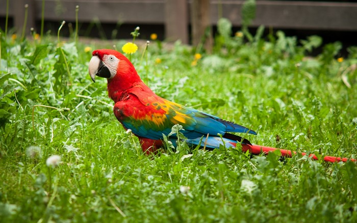 Scarlet Macaw parrot in green grass