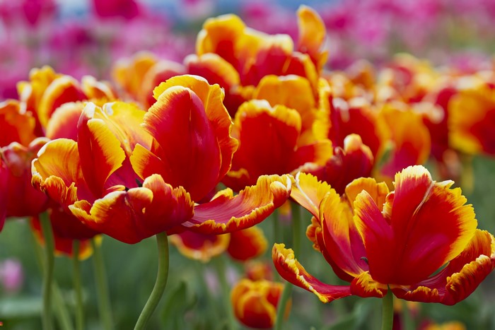 Red and yellow fringed tulips in a field