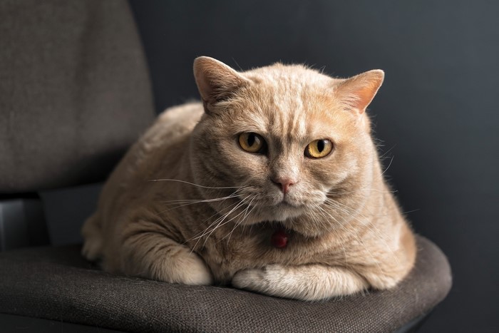 A light-colored cat with yellow eyes on a chair
