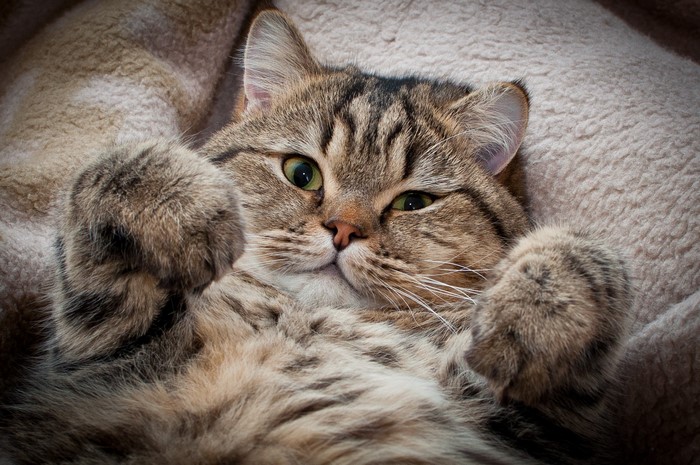Tabby cat lying on a fluffy bed