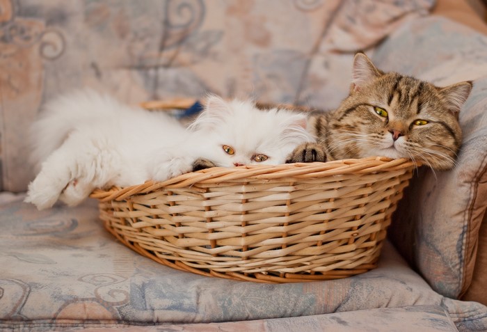 Two cats in a wicker basket