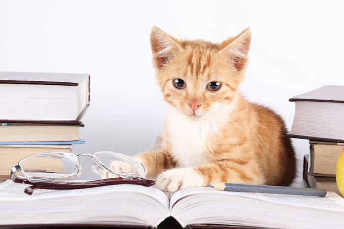 Orange kitten with glasses and books