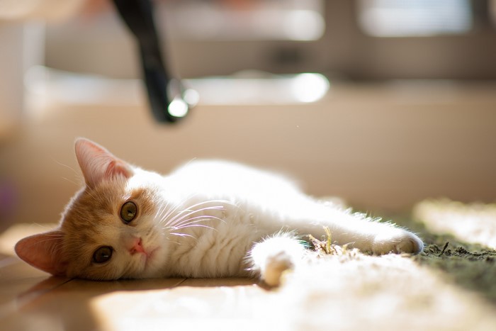Orange and white kitten lying on the floor