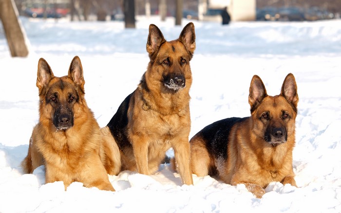 Three German Shepherds in Snow