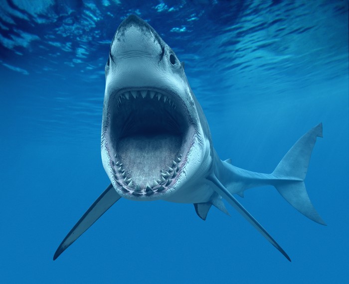 Great White Shark with Mouth Open Underwater